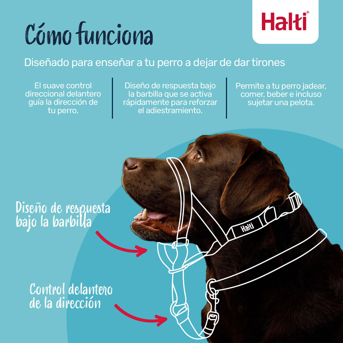 Muselière Company of Animals COBALT Bleu 4